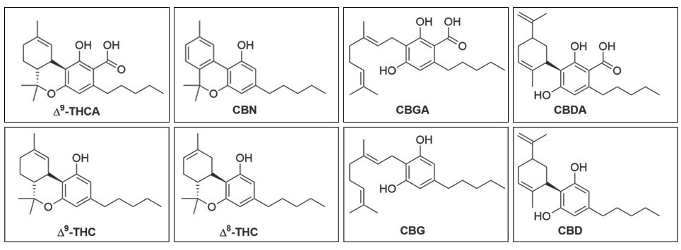 Соцветия марихуаны как источник разнообразных каннабиноидов Широкий спектр каннабиноидов в соцветиях марихуаны