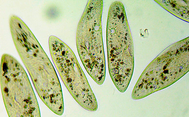 Плюсы добавления простейших в почву Простейшие как улучшитель почвы