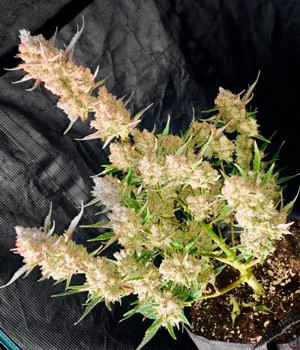 Завершение выращивания Gorilla Cookies Auto Готовый к харвесту куст