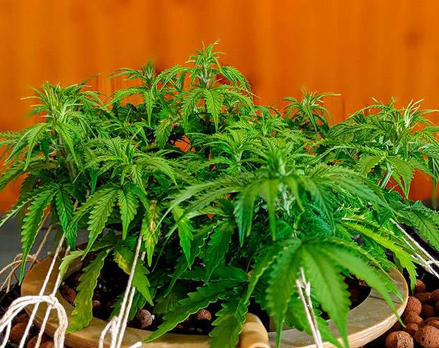 Вегетация куста Gorilla Glue Auto