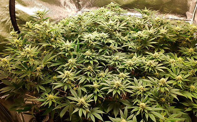 Формирование соцветий каннабиса Кусты с множеством маленьких бутонов