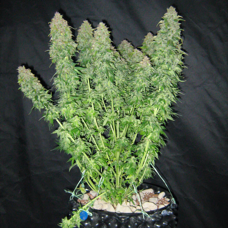 Промывка куста перед харвестом Удаление всей листвы на кусте