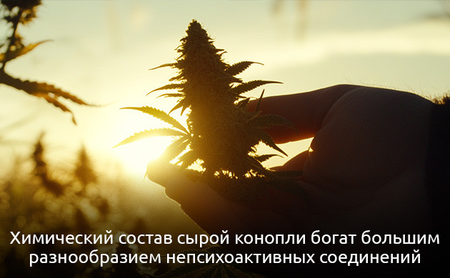 Свойства сырого каннабиса