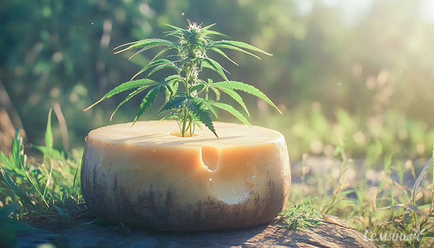 Рейтинг лучших сырных сортов каннабиса