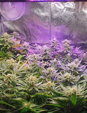 Тринадцатая неделя выращивания Цветущие кусты Zkittlez