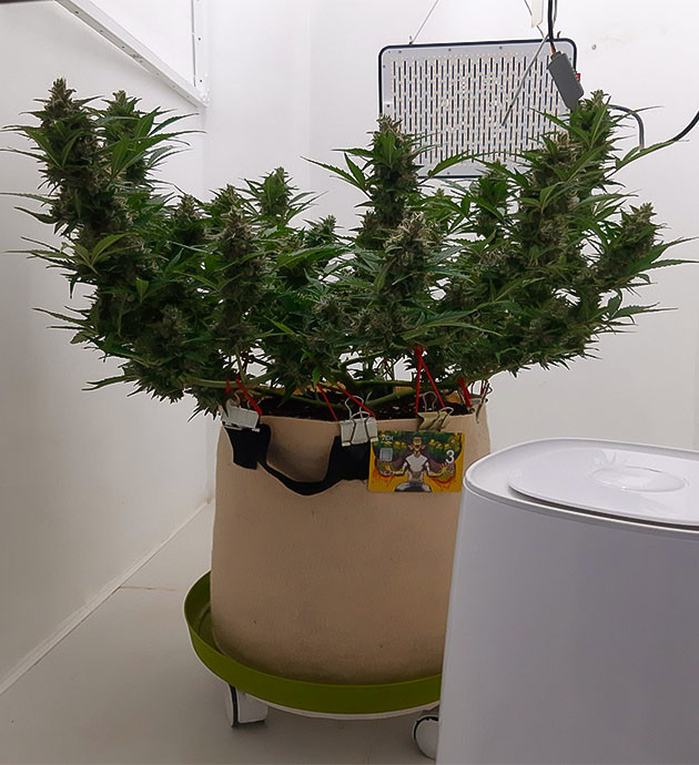 Еженедельное обрызгивание от плесени Bruce Banner Auto