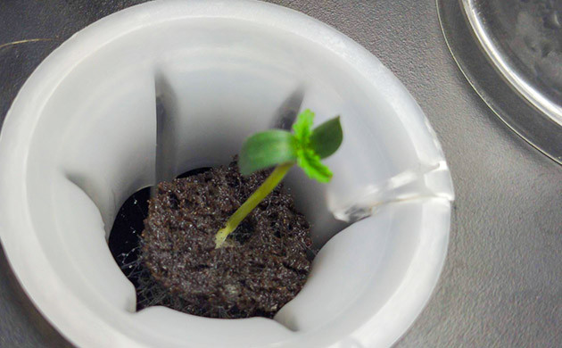 Появление первой пары листьев