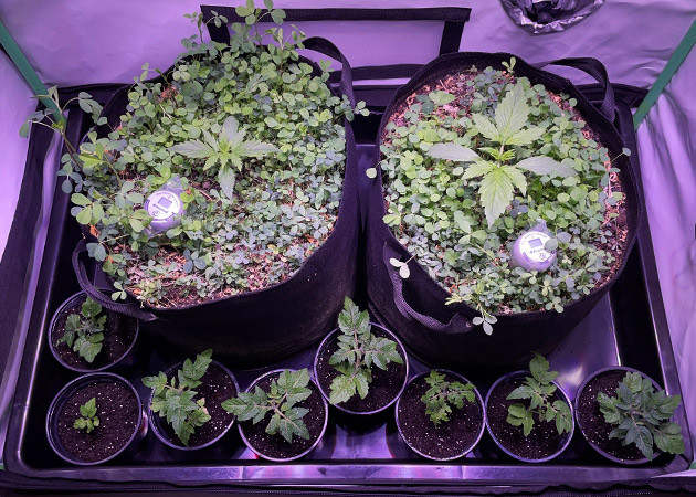 Вторая неделя развития ростков Два ростка разного размера