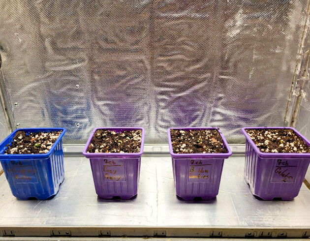 Начальная стадия роста марихуаны