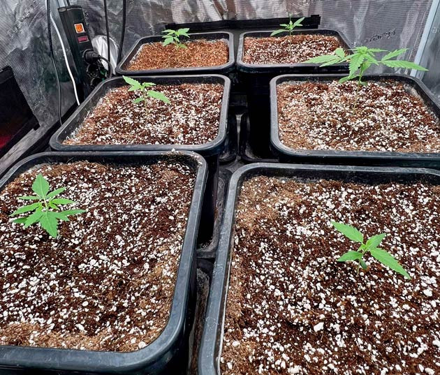 Medusa F1 Auto ростом 7 см