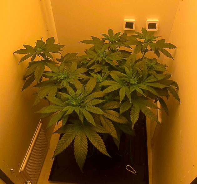 Куст Dos-Vi-Dos fem на 5-6 неделе выращивания