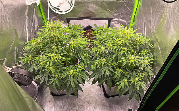 Первая неделя цветения Apollo F1 Auto Старт цветения Apollo F1 Auto