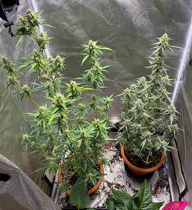 Цветение куста Banana Purple Punch Auto Борьба с запахом при выращивании Purple Punch Auto