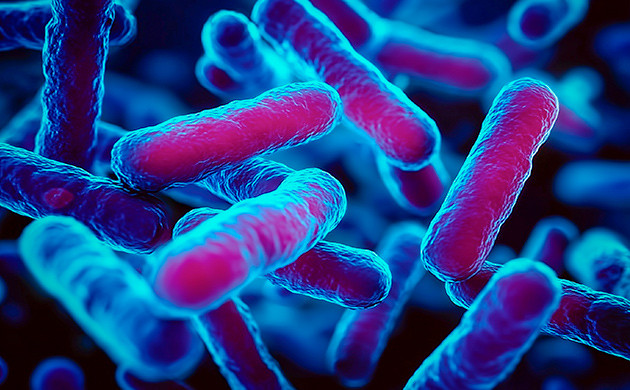 Микрофлора почвы и иммунитет конопли Bacillus subtilis — природный защитник грова