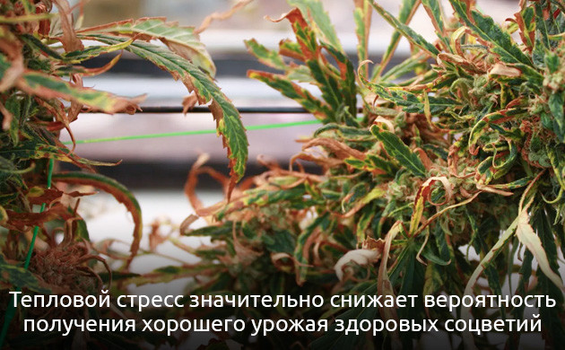 Признаки теплового стресса у марихуаны