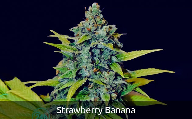 Сорт Strawberry Banana самый мощный гибрид Strawberry Banana