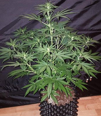Начало цветения куста Auto White widow