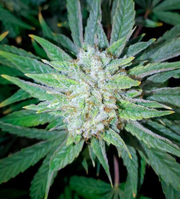 Куст конопли с плотными шишками и зрелыми трихомами