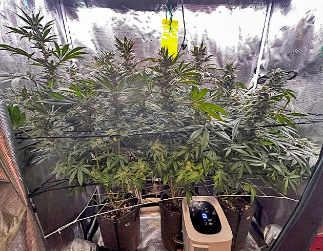 Кусты RS11 x Banana OG на 16 неделе