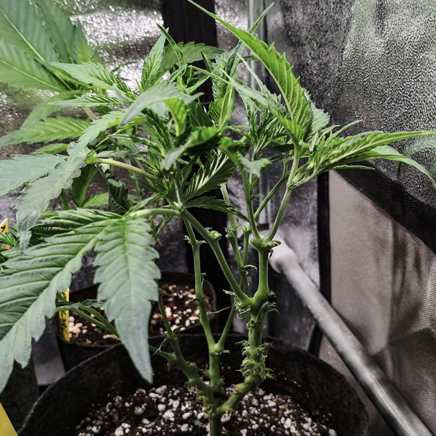 Куст с листьями обычной формы