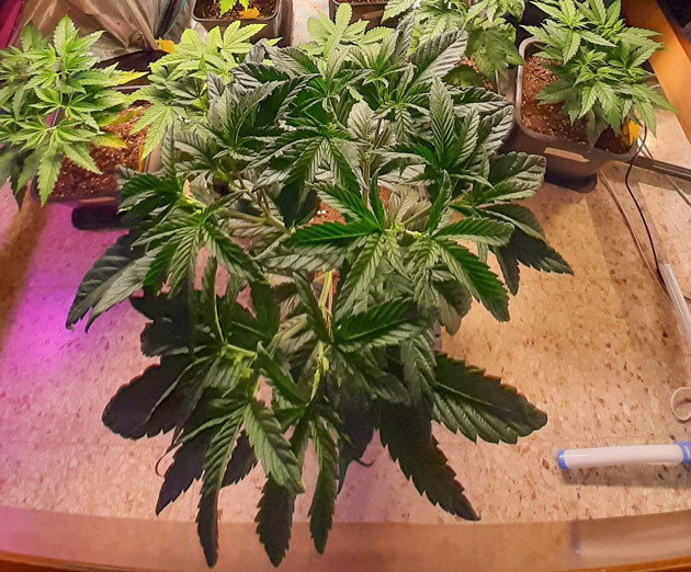 Крона Fullgas: равномерный рост Обрезка и формирование куста Fullgas