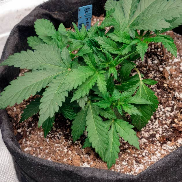 Куст Hellfire OG Auto от 7CH American на 3 неделе