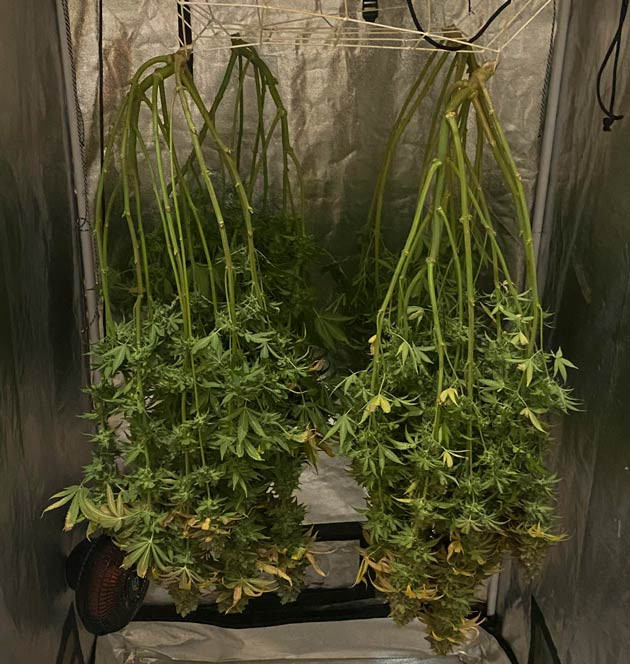 Конопля сорта Fullgas на сушке