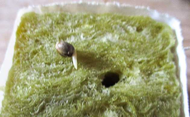 Семечка на кубике минеральной ваты