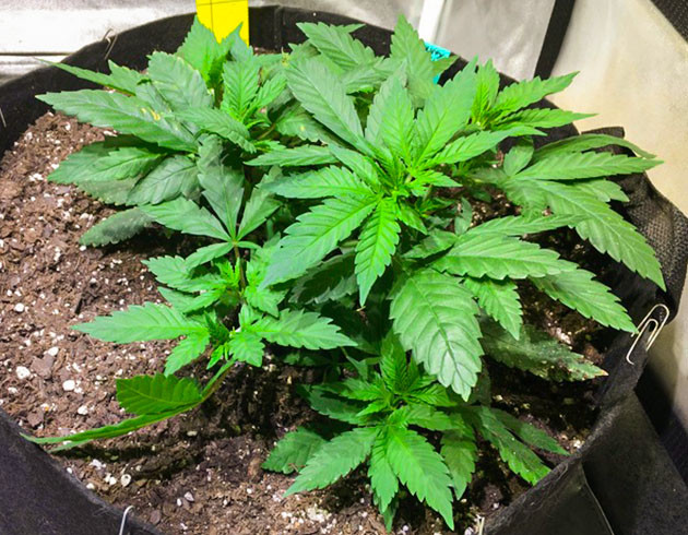 Растягивание ветвей конопли