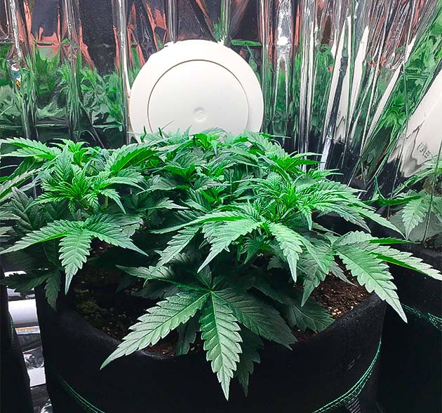 Переход в стадию цветения Куст Gelato Auto на 5 неделе роста