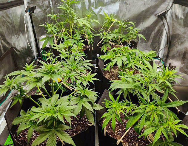 Тренировка растения Afghan Kush Ryder Auto Стимуляция цветения сорта Afghan Kush Ryder Auto