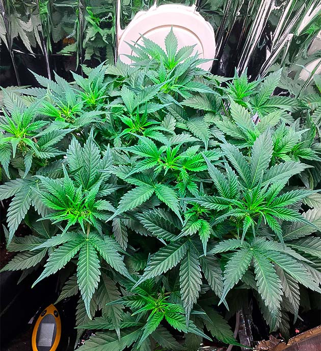6 неделя выращивания марихуаны Куст Gelato Auto ростом 26 см