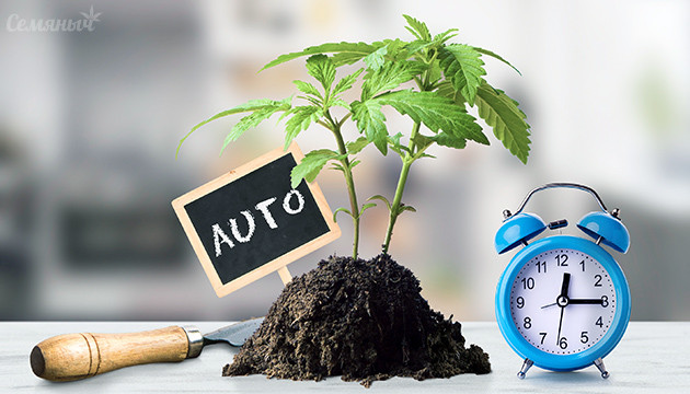 Как вырастить автоцвет