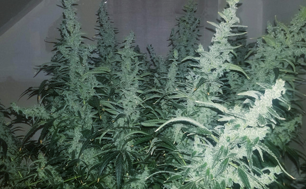 Сбор урожая Lemon AK auto fem