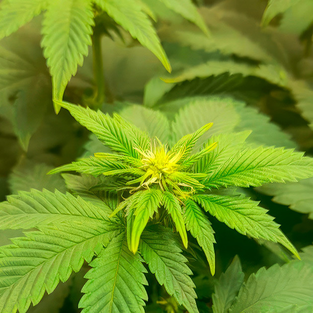 Стадия цветения и мониторинг Runtz Muffin