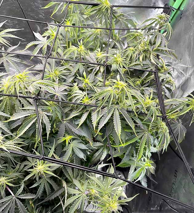 Подкормка и скрог