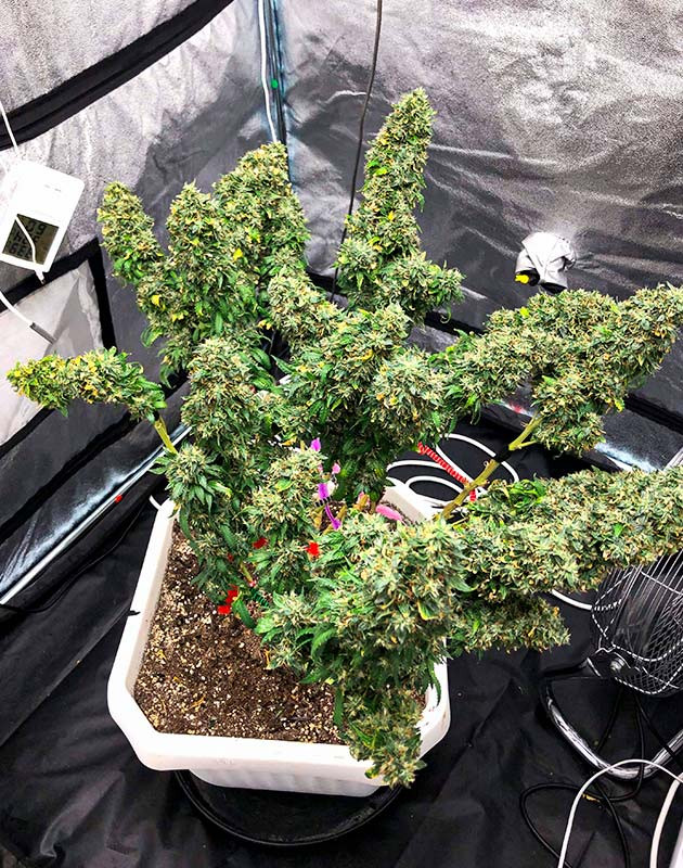 Использование Flawless Finish и план полива