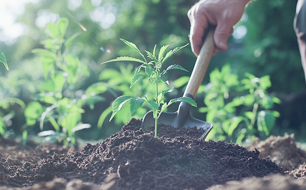 Питательные вещества в гумусе