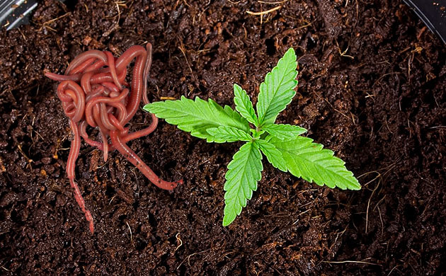 Черви легко вносятся в почву Черви: идеальное улучшение почвы