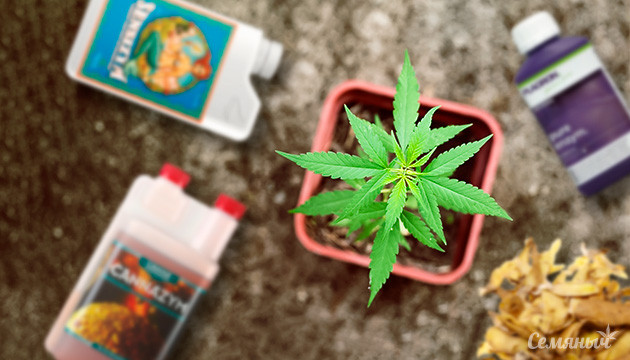 Ферменты для подкормки каннабиса