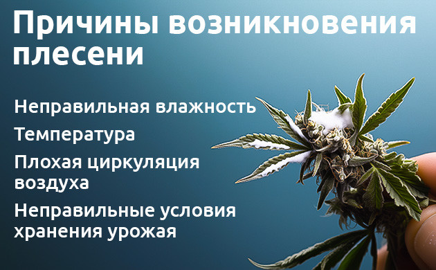 Почему плесень поражает каннабис