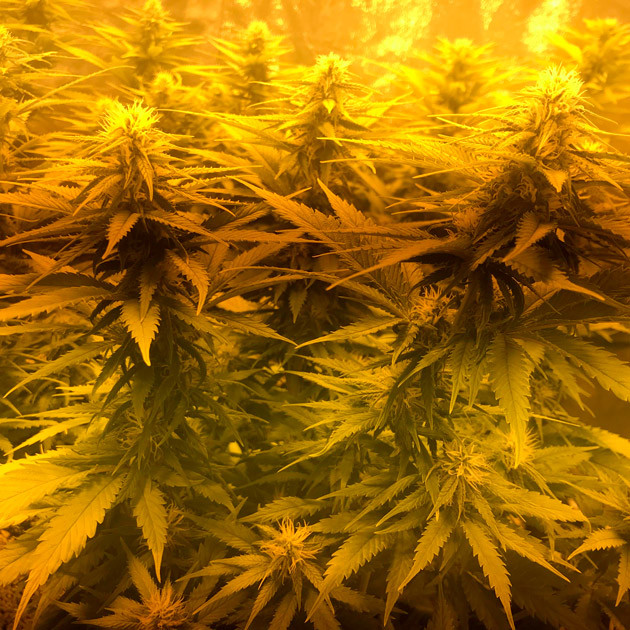 Развивающиеся шишки на кустах