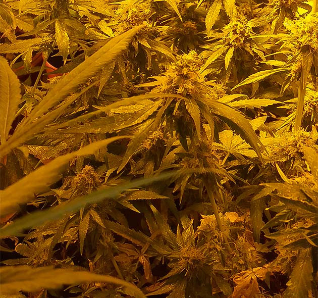 Eleven Roses: подготовка к уборке урожая