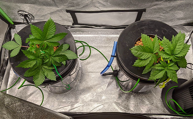 Пророст семян сорта Blue Gelato 41