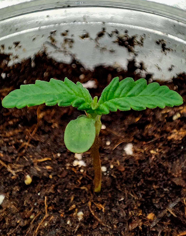 Росток Strawberry Gorilla Auto ростом 3 см