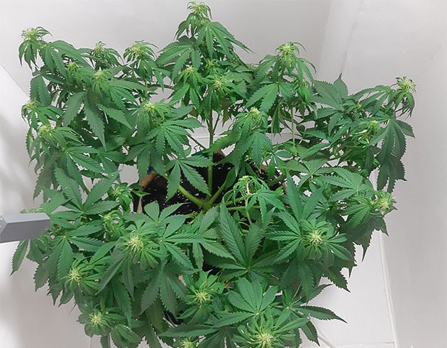 Уход за Critical Orange Punch Auto