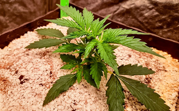 Тренировка растения Johnny Cage Auto