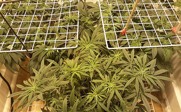 Acapulco Gold с другими кустами в боксе Общее фото трех фотопериодных кустов