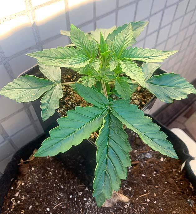 Ранняя вегетация куста Растение конопли на 3-й неделе роста