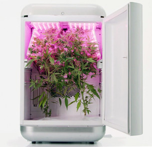 Конопля в гроубоксе Seedo